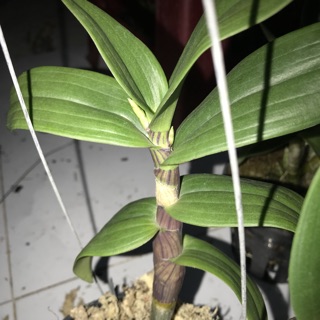 Hoa Lan yayamini chậu đang nụ, hoa