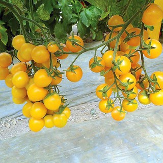 Hạt giống Cà Chua Bi Chùm Vàng_Cà chua Cherry chuỗi ngọc trái cây nhập nguyên gói Thái Lan