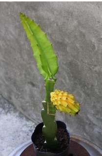 Thanh long vàng tổ yến