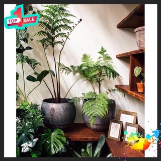 Dương xỉ culi chơi cảnh