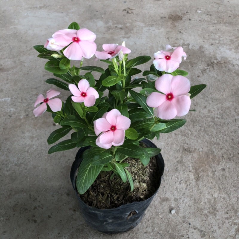 Cây hoa - hoa dừa cạn Cao 15cm hoa nở bắt mắt thích hợp trang trí sân vườn cảnh quan