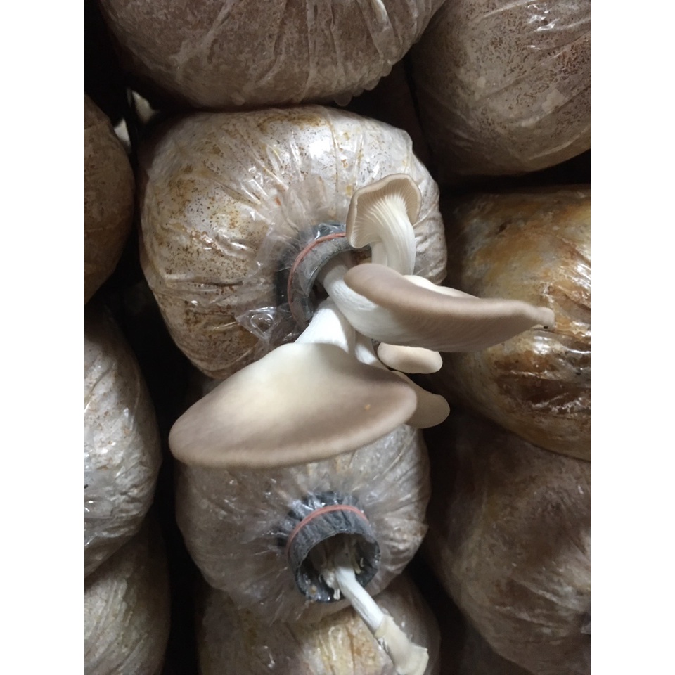 Phôi nấm Bào ngư xám