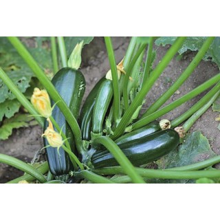 Hạt Giống Bí Ngòi Xanh ( Zucchini )
