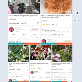 Combo: 1 tuyết Sơn phi Hồng nhỏ + 1 lan hạc đỉnh + 1 lan denđro + 1kg xơ dừa+ 1 mộc hương