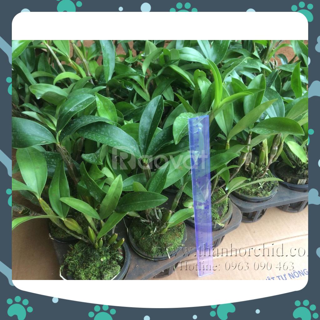 [Giá hủy diệt] kiều trắng lai kiều tím chậu trưởng thành