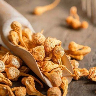 NỤ BÔNG ĐÔNG TRÙNG HẠ THẢO