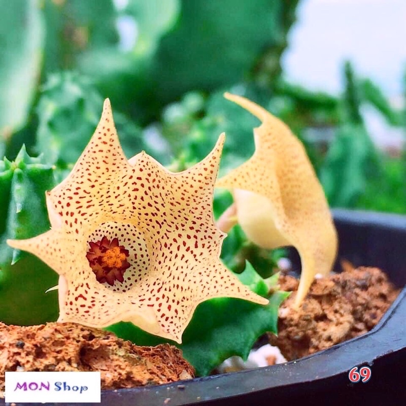 Xương rồng sao biển đẹp hoa vàng chấm bi đỏ