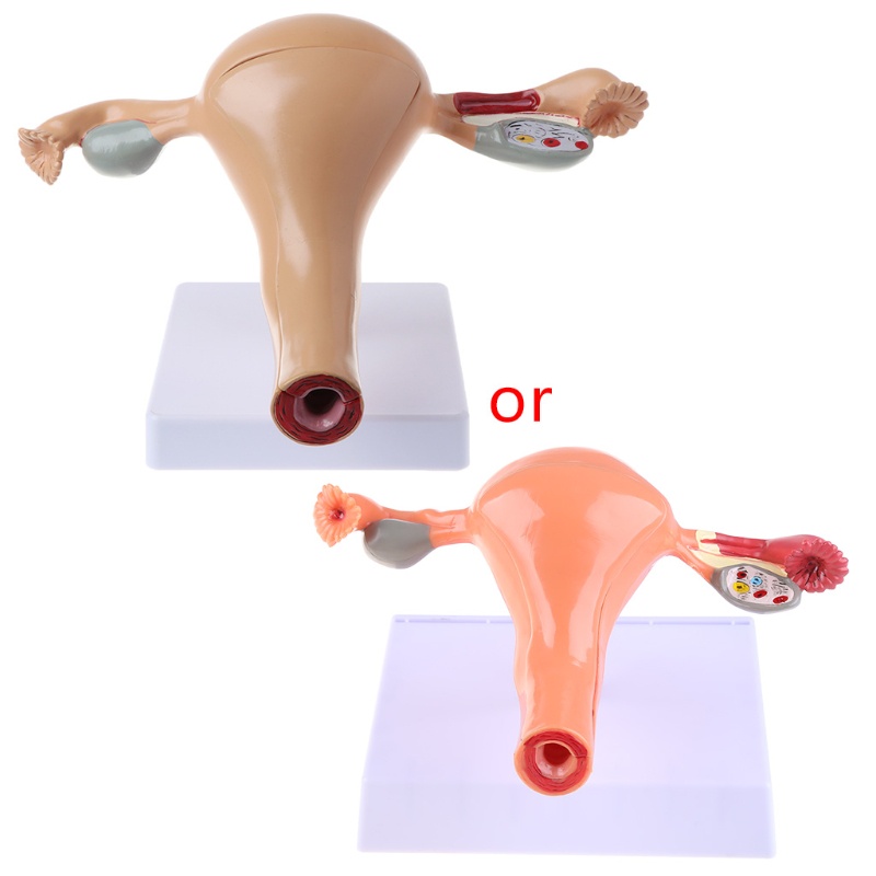 Mô Hình Giải Phẫu Giải Phẫu Lối Đi Con Người Uterus Ovary