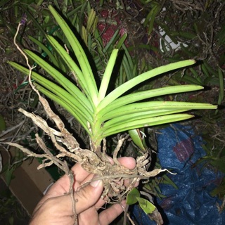Lan rừng hải âu 5 cây 50k.