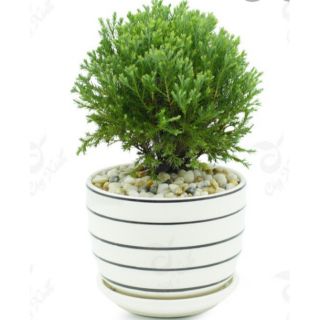Cây Tùng bồng lai
