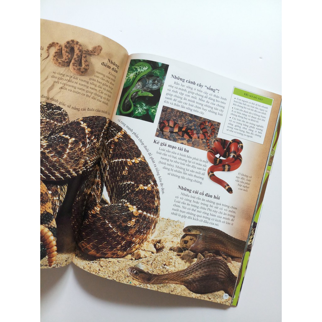SÁCH - Bách khoa tri thức về khám phá thế giới cho trẻ em - Reptiles - Bò sát