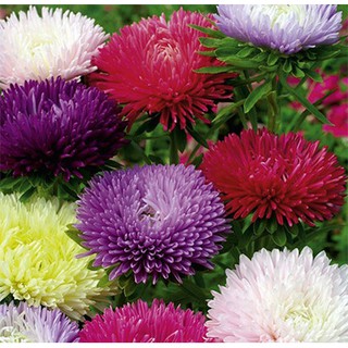 Hạt giống Hoa Cúc Thúy Mix