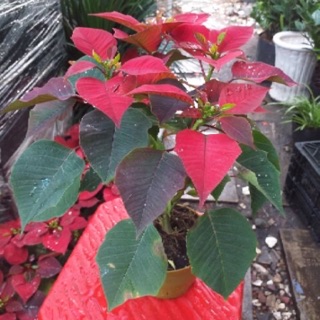 Cây trạng Nguyên lá đỏ
