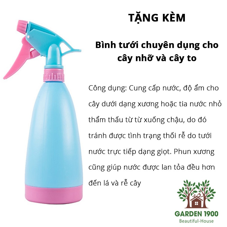 Cây đa búp vàng size to - Cây cảnh văn phòng bền đẹp