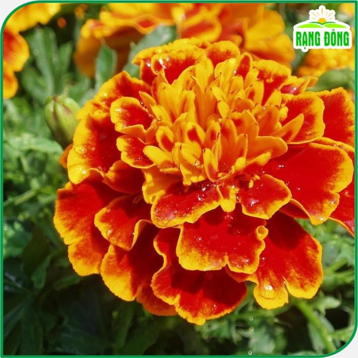 Hạt giống Hoa Vạn Thọ Pháp Ban Mai dễ trồng, ra hoa sau 50-60 ngày - Hạt giống Rạng Đông