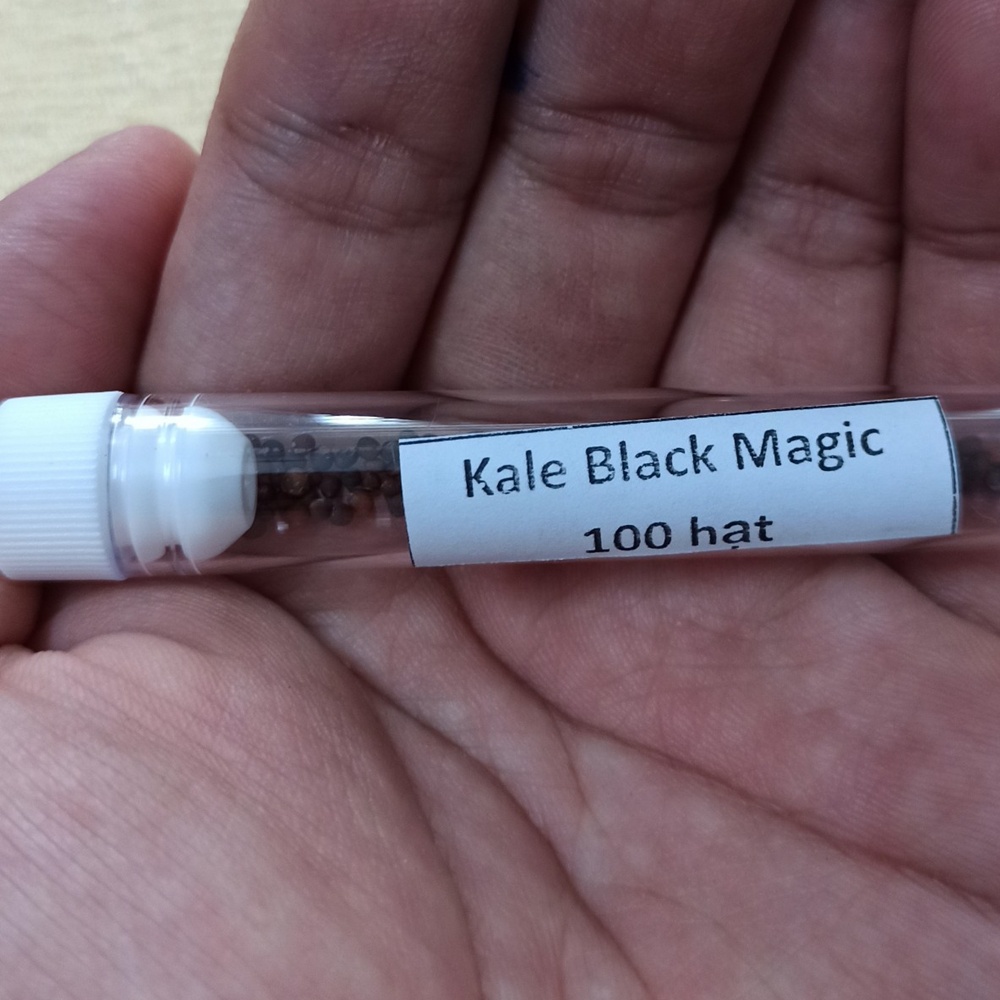 Hạt giống Kale Black Magic, Kale khủng long chịu nhiệt nhập Mỹ - Johnny's Seeds