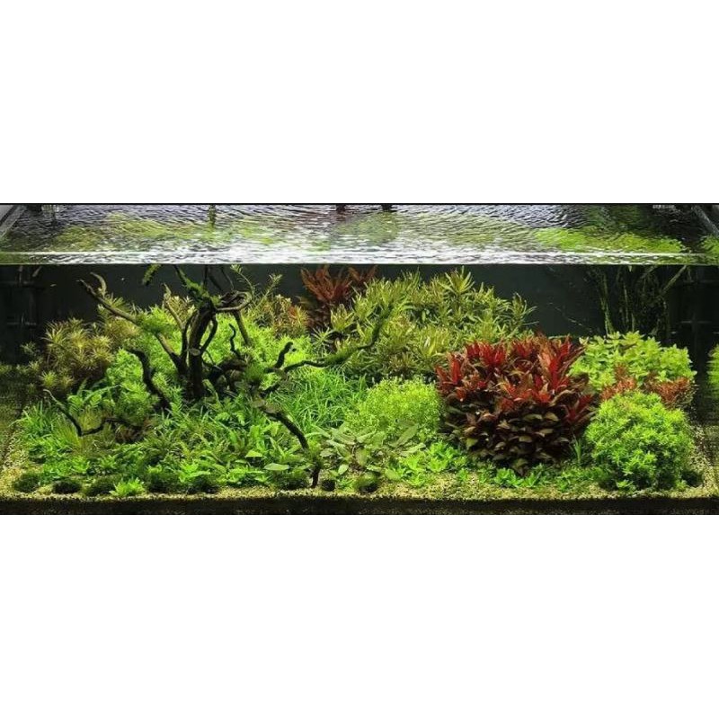 Phân nước thủy sinh T Fertz Red - T Fertz Green cung cấp dinh dưỡng đa vi lượng cho cây thủy sinh