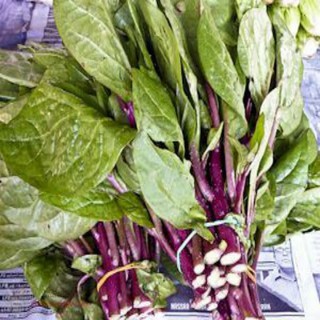 Hạt giống rau cải ngồng đỏ 5gr