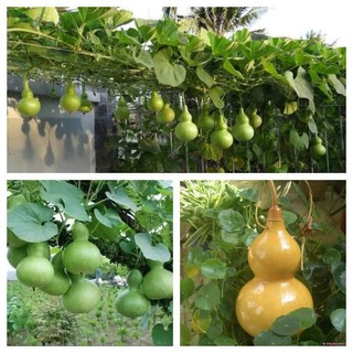 gói 10 Hạt giống Bầu Hồ Lô quả to giống chuẩn