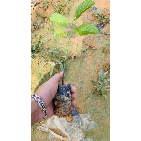 Chay đỏ giống