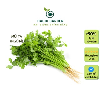 Hạt giống mùi ta, ngò rí, ngò hạt nhỏ Rado 31 chính hãng Rạng Đông trồng quanh năm, hạt giống rau củ quả HAGIO