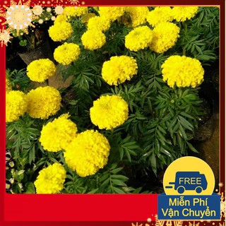Hạt Giống Hoa Cúc Vạn Thọ Mỹ