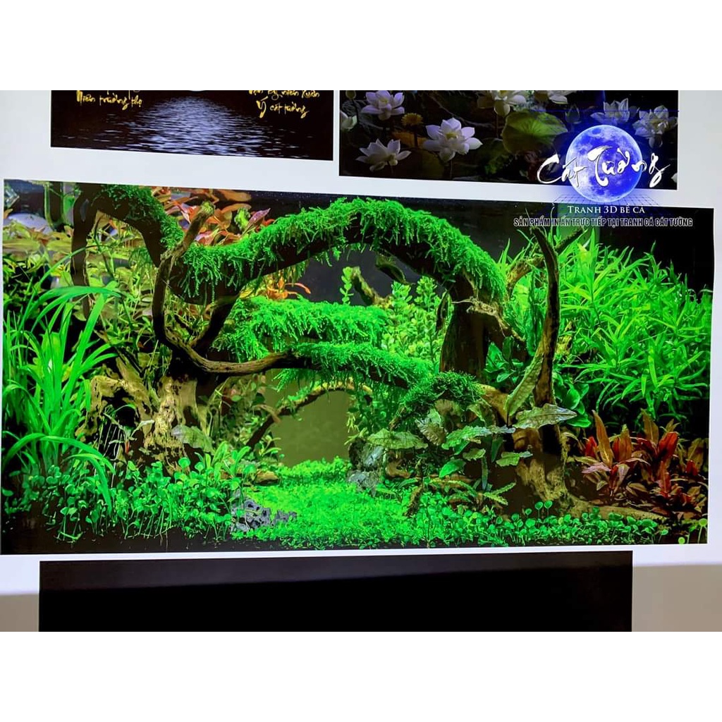Tranh 3d. tranh dán bể cá thủy sinh, bể cá rồng