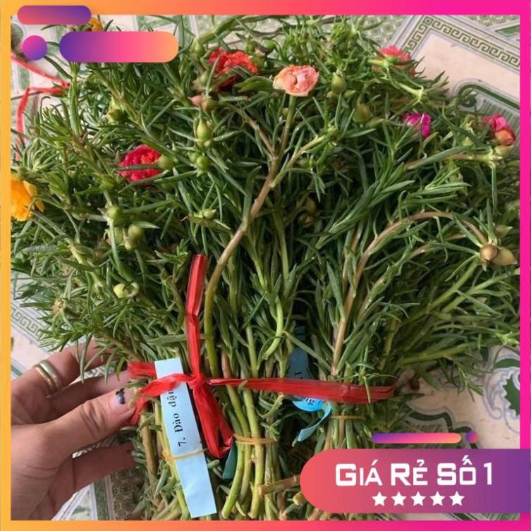 Set 150 Cành 15 Màu Cành Hoa Mười Giờ Thái Siêu Khỏe Rực Rỡ (Chia Riêng Màu)