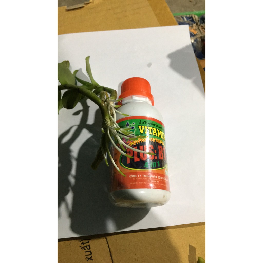 Vitamin B1 Thái nhập khẩu đóng gói tại Việt Nam lọ 100ml