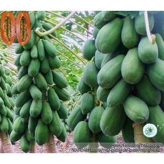 Combo 02 Gói Hạt Giống Đu Đủ Lùn Ruột Đỏ Trái Lớn (TLA0| TL*X34*M220) Gói 5 hạt