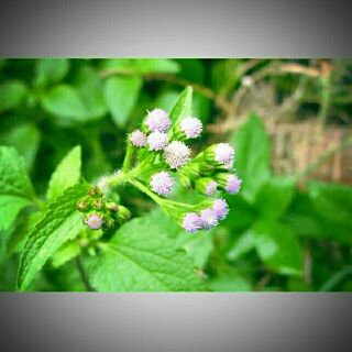 0.8kg cỏ hôi, cỏ ngũ sắc khô