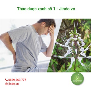 Cây râu mèo 0,5kg - JD015