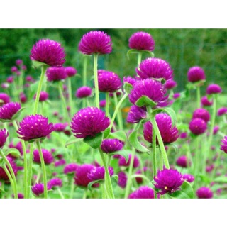 HẠT GIỐNG HOA CÚC BÁCH NHẬT TÍM