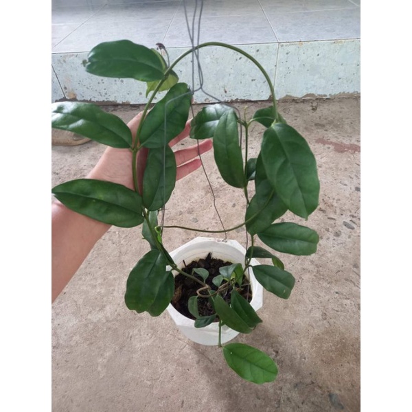 Cẩm cù chén trắng hoa thơm