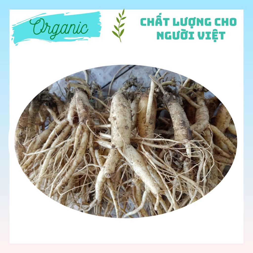 Sâm dây Ngọc Linh - Hàng 15 củ | 1kg