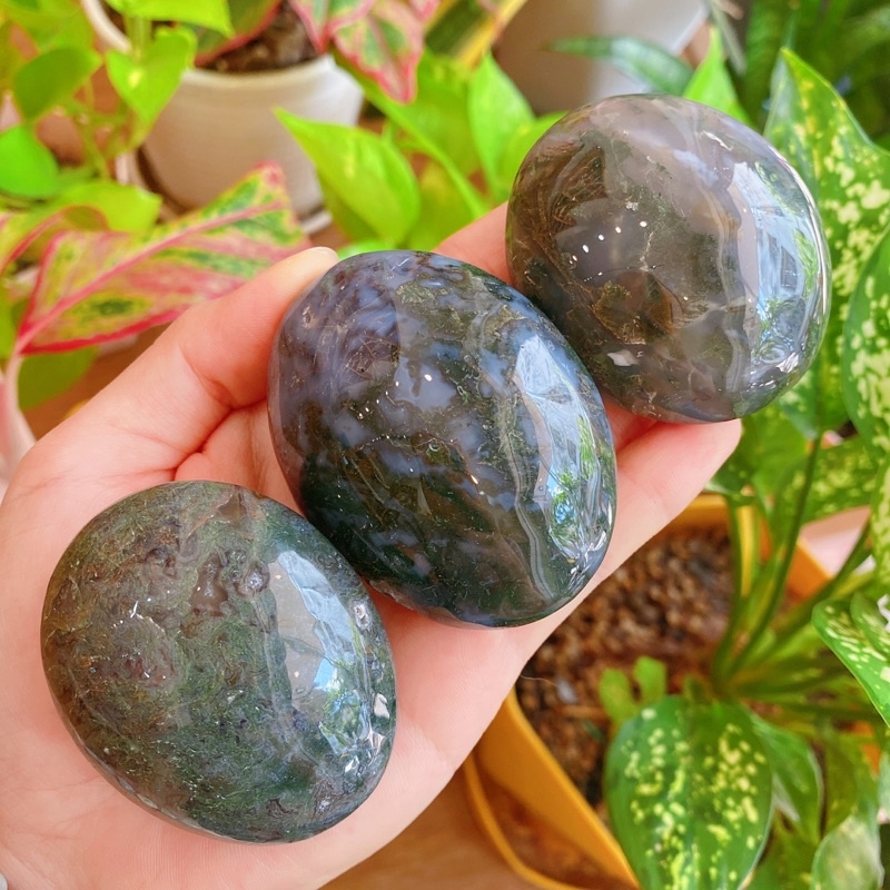 Palm đá Moss Agate