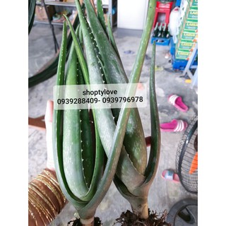 cây giống nha đam mỹ size nhỡ. cao 30-40cm