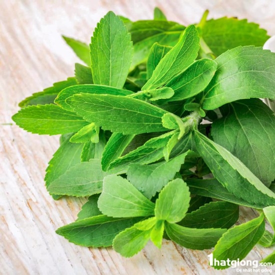 50 Hạt Giống Cỏ Ngọt Stevia NẢY MẦM CỰC TỐT