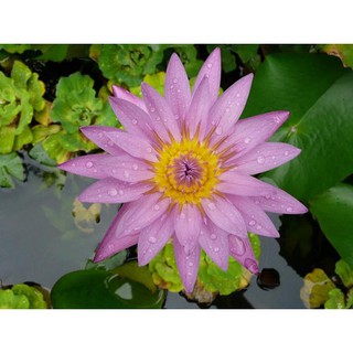 Hạt giống hoa Súng Thái 5 màu