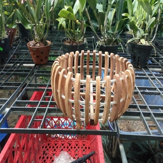 -- chậu gỗ trồng lan trái bí 32cm cực rẻ, cực đẹp.
