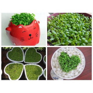 COMBO 5 gói Hạt giống cỏ may mắn - Rau củ quả trồng tại vườn, sân thượng, nông trang, ban công