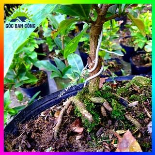 Mai Cúc Bonsai Mini