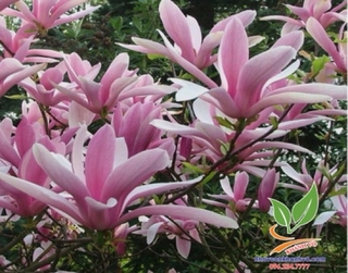 Cây giống Hoa Mộc Lan