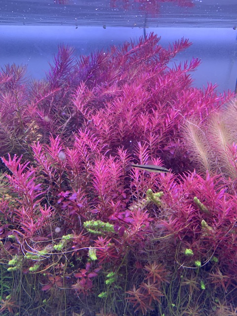 Cây Thủy Sinh Rotala Colorata - 30k/20ngọn