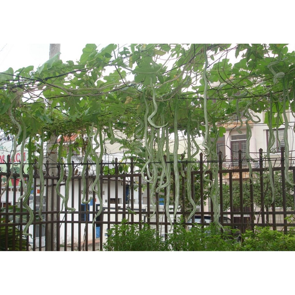 Hạt giống Mướp Nhật  quả dài