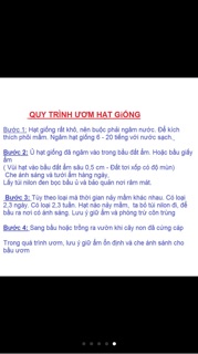 Hạt giống cúc thạch thảo hồng
