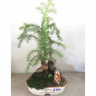 Cây Tùng Bồng Lai ( bao gồm chậu và tượng )