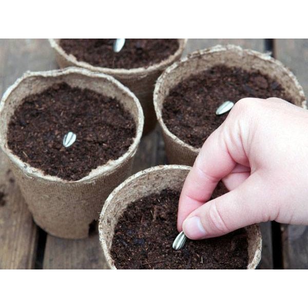 hạt giống hoa hướng dương mix màu 20 hạt MỚI HÁI NẢY MẦM TỐT