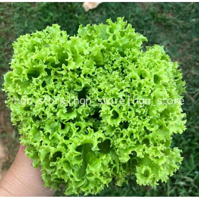 Xà Lách Xoăn Xanh Juijia