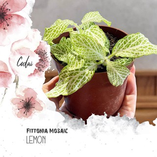 Cây Fittonia Mosaic Lemon – Cây Cẩm Nhung Mosaic Lemon, Lá May Mắn Mosaic Lemon